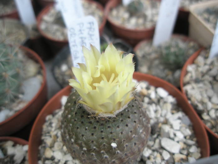 Frailea phaeodisca - 30.06