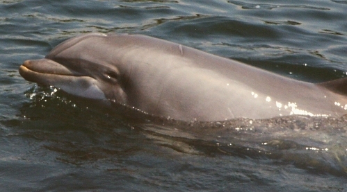 Dolphintursiops - Pesti