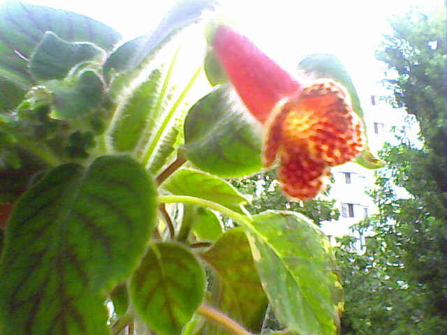 kohleria