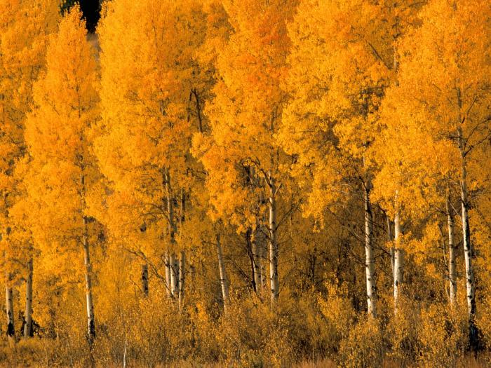Aspen_Trees_Autumn_Wallpapers_Autumn_Desktop_Pictures - Peisaje
