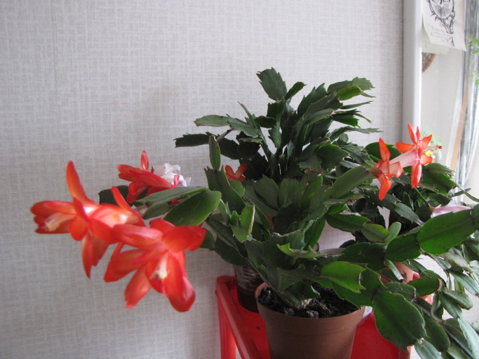 Schlumbergera rosie 7 noi 2009 (1)