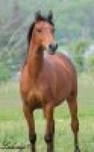 Iar eu sunt un calut curios