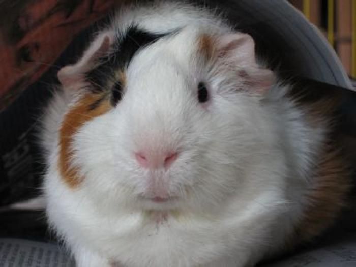 guinea-pig 4