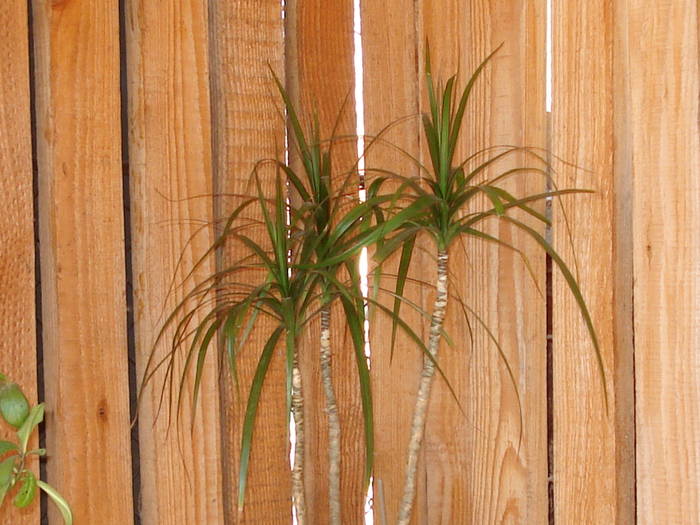 DRACENA