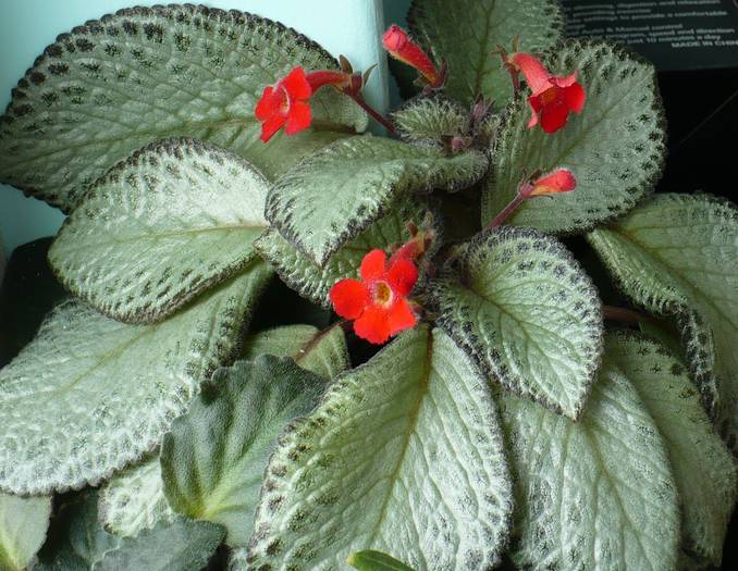 P1130377 - Episcia 2009 - 2010 - 2012 - 2014