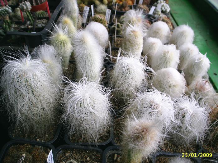 Espostoa lanata; Grup de Espostoa cactusi lanati
