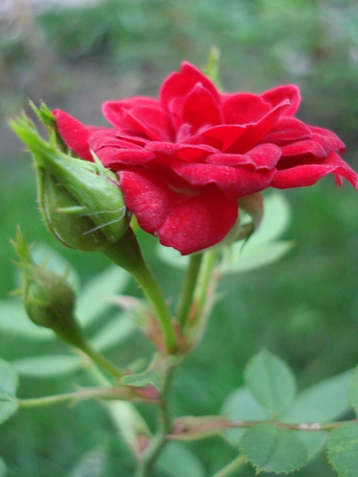 True Love rose, 12sep2009 - True Love miniature rose