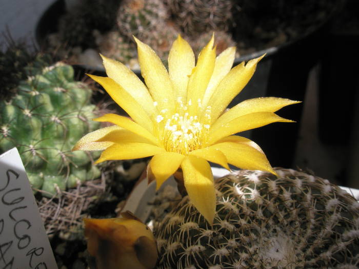 Sulcorebutia arenacea - floare - Sulcorebutia