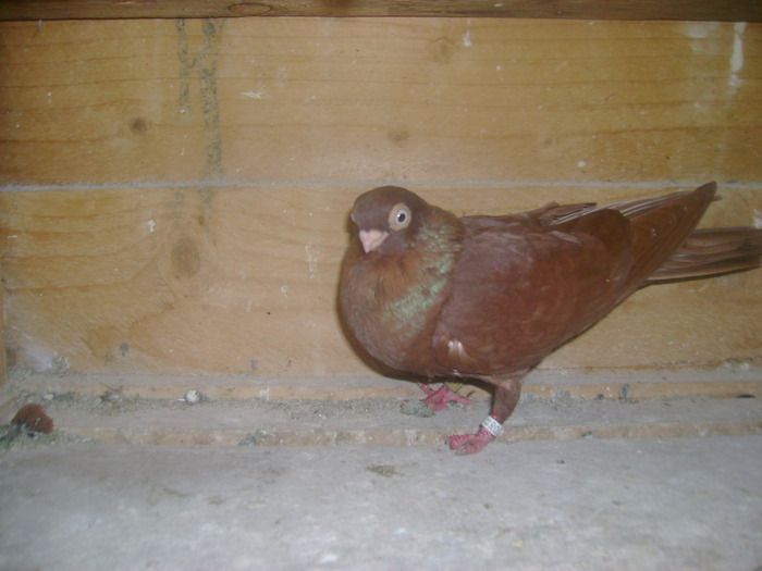 pozedecembrie 2009 123 - poze decembrie 2009