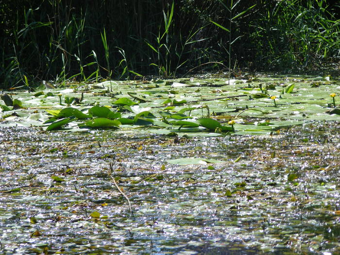 Picture 119 - Sulina Delta iulie 2009