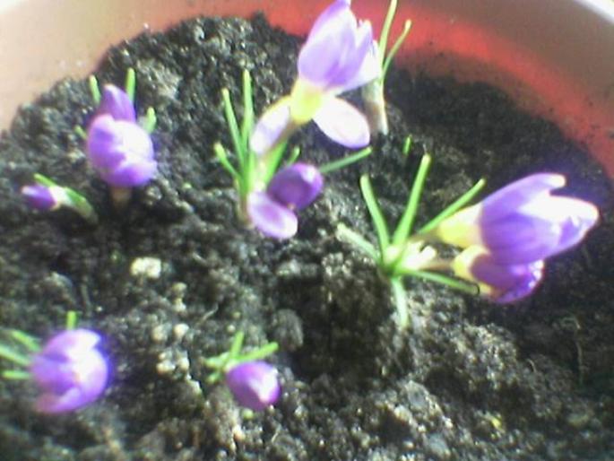 crocus - flori 2007