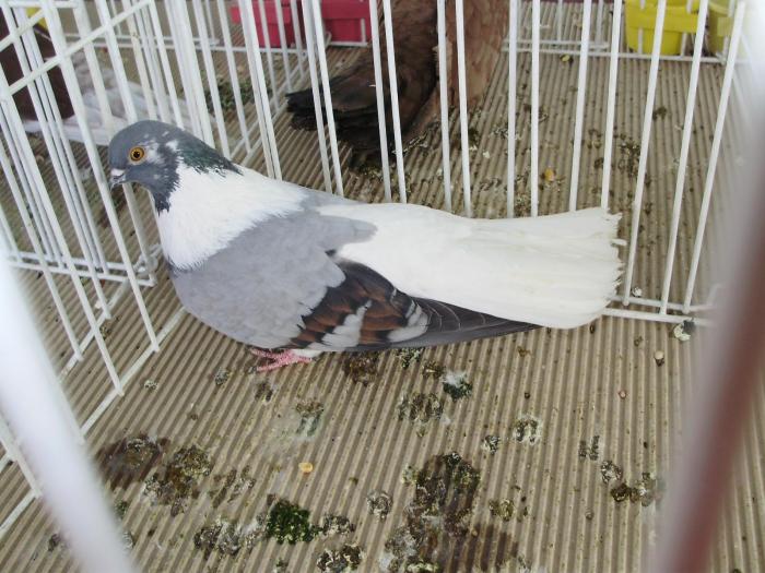 vargat 1 - 1506 2 porumbei rz