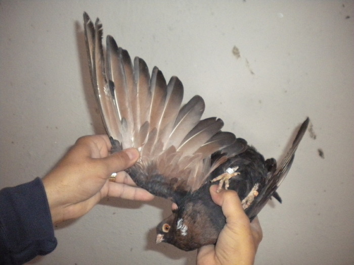 Picture 169 - Raicu 1