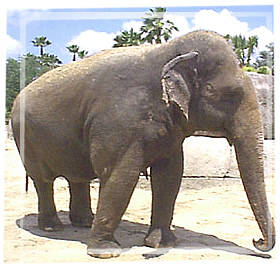 pic-asian-elephant-01