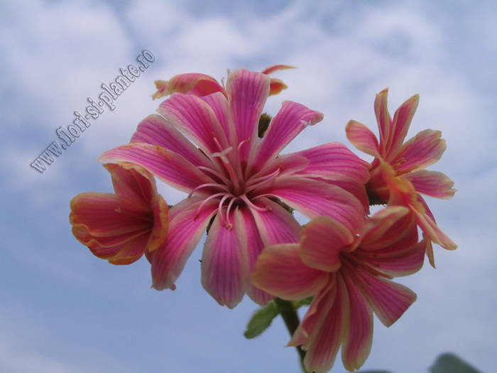 Lewisia roz_crem 4 - Lewisia