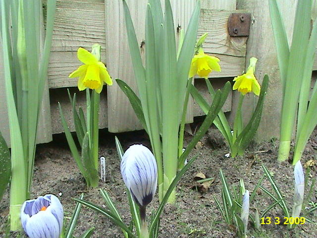 Narcise si crocusi 13 mart 2009 (2) - narcise