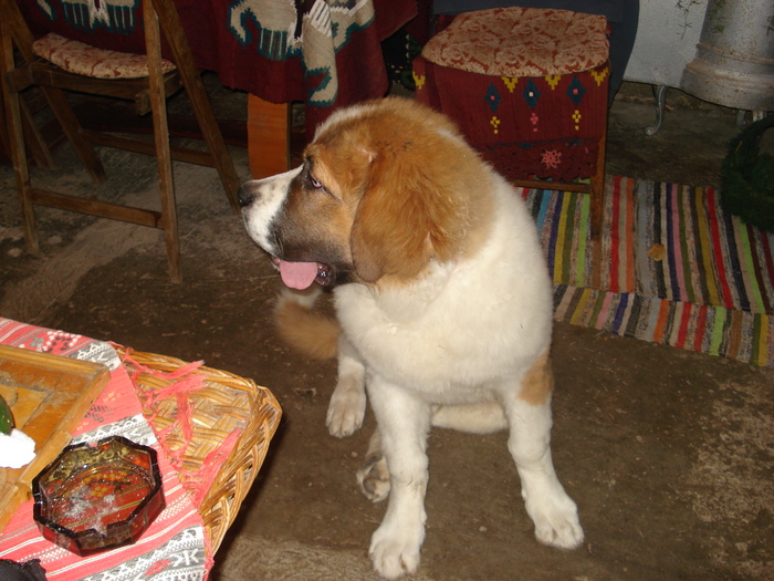 beethowen la 4 luni - saint bernard