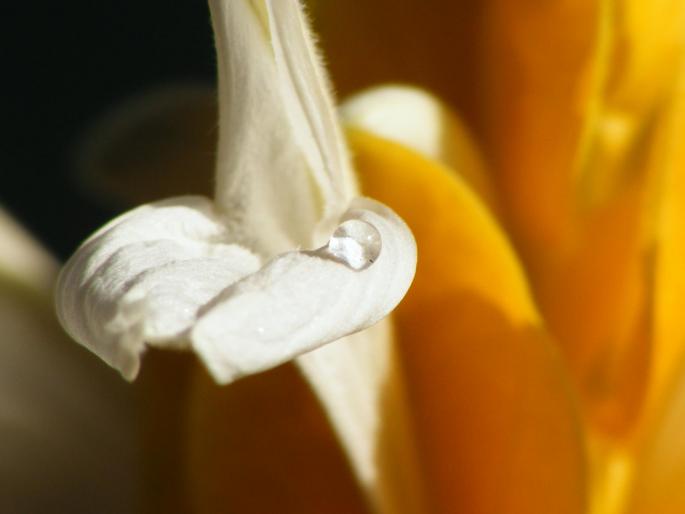 DSCF1748 - Pachistachis Lutea - The flower - EVOLUTION