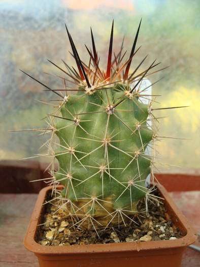 Echinocereus octachantus - Echinocereus