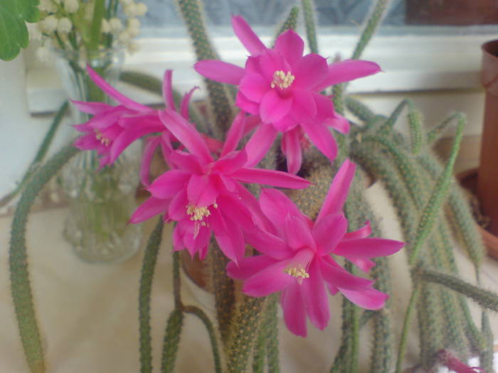 Aporocactus flagelliformis