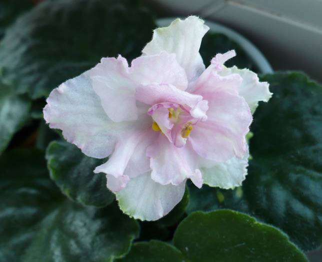 P1150290 - Saintpaulia - violete de camera