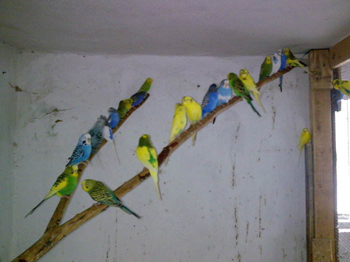 Imagine068 - DECEMBRIE 2009