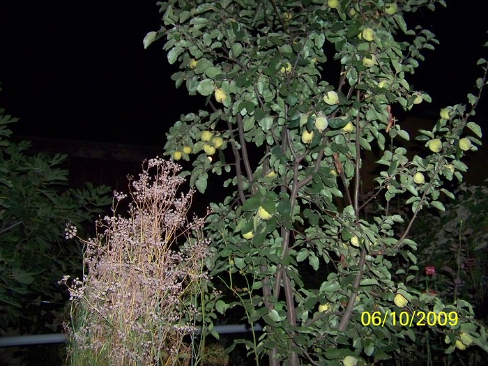 100_2639 - Toamna in curte  Timisoara