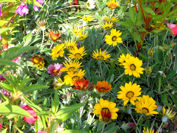 Picture 338 - flori dragute