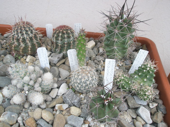 cactusi la jardiniera dreapta - 31.10 - plante de exterior - 2009 - 2010