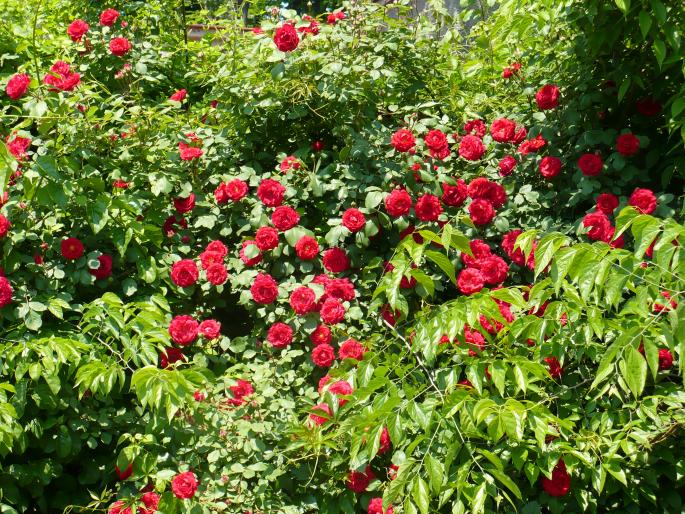 P1010846 - Gradina Botanica mai 2008