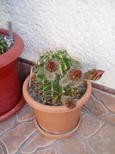 03 - CACTUSI