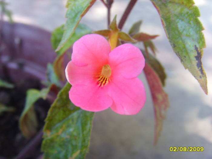 Picture 377 - achimenes