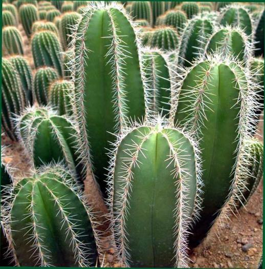 isolatocereusdumortieritc0 - Cactusi care m-au impresionat prin frumusete