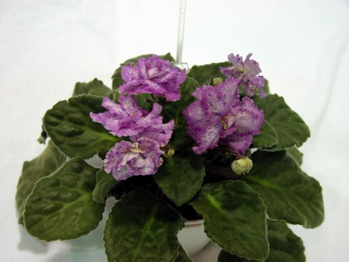 Playful_Rainbow_2005avsa - violete de pe net 1