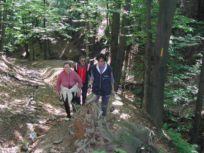 Picture 210 - Firiza