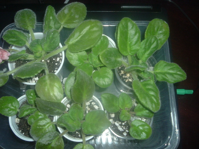 DSCF8733; violete luate de la marioara
