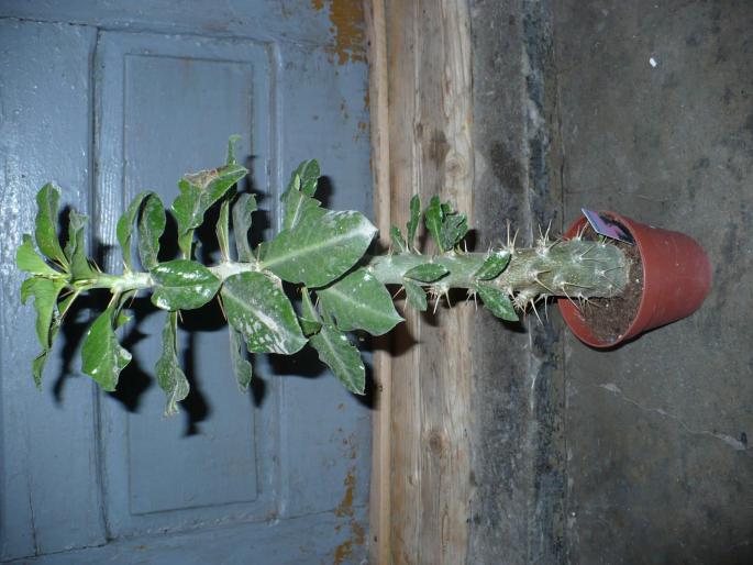 P1010467 - Cactusi 2008