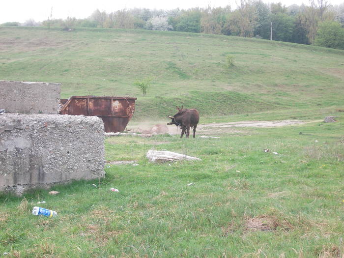 Magari originali - Diverse-2009