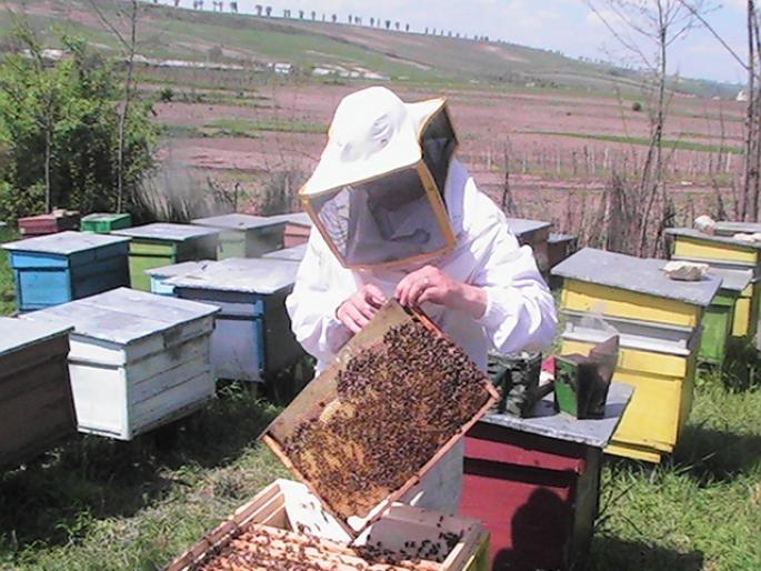 PIC_0241 - Zum-Zum-Albinuta