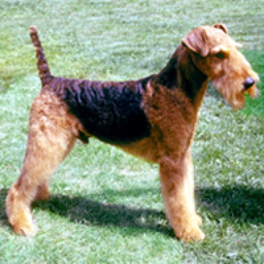 airedale-terrier-001