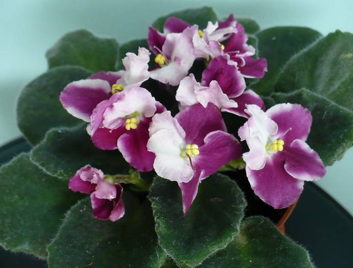 P1120733 - Saintpaulia - violete de camera