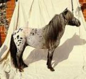 ponei falabella - CAI
