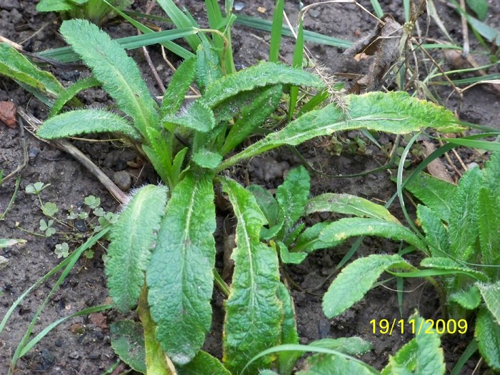 100_4874 - Toamna in curte  Timisoara