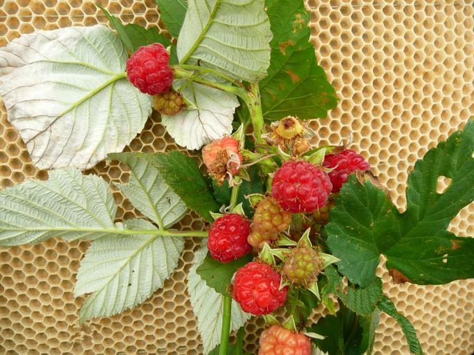 P1010322 - Gradina flori