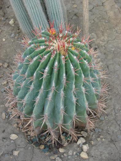 Ferocactus steinesii, v pilosus - Cactusi la Constanta