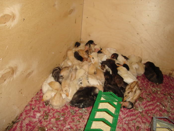 50 - Rate-Gaini-Gaste