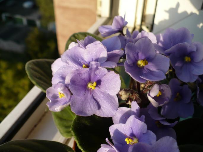 P1030867 - Violete africane