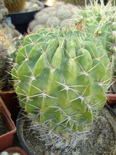 Lobivia sp.1 - Lobivia-Echinopsis