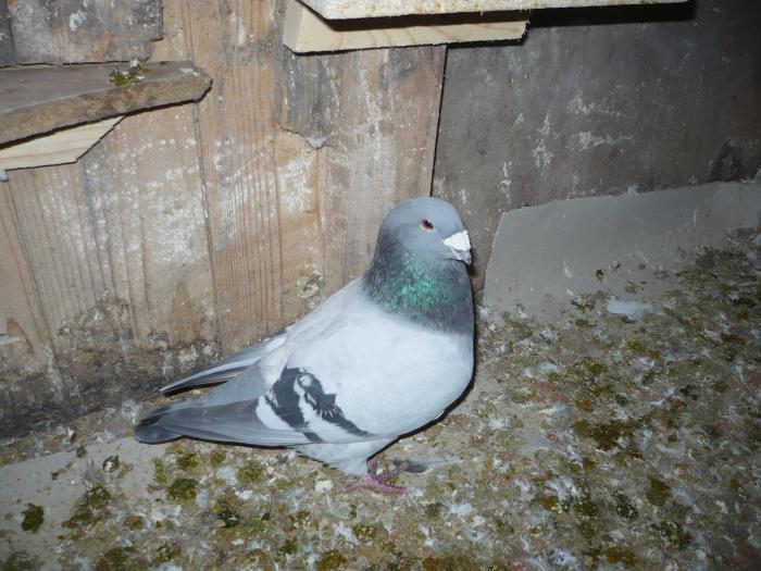 Picture 114 - costelg_ porumbei-standarde fosti si actuali