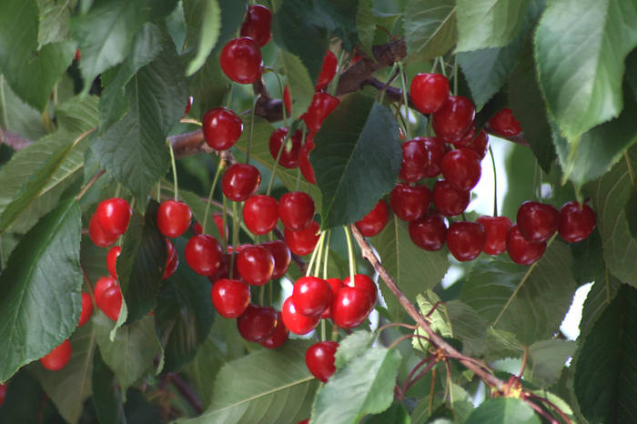  - garden 2009